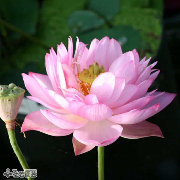 華蓮 華蓮（かれん）について | 花ハスの専門店「フラワー華蓮（かれん）」