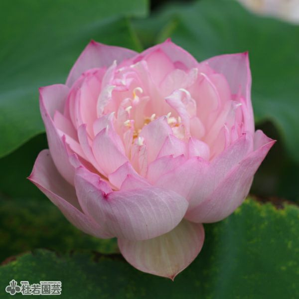 蓮、ハス】粉玲瓏（ふんれいろう）【小型種】 | 杜若園芸WEBショップ