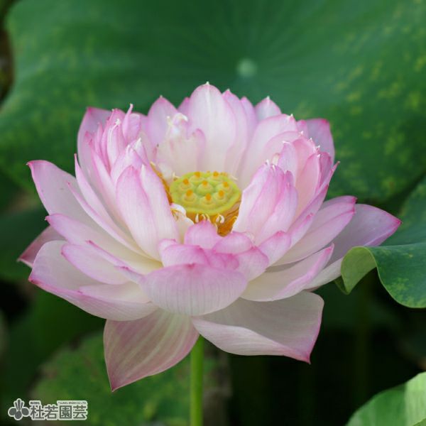 蓮、ハス】粉玲瓏（ふんれいろう）【小型種】 | 杜若園芸WEBショップ