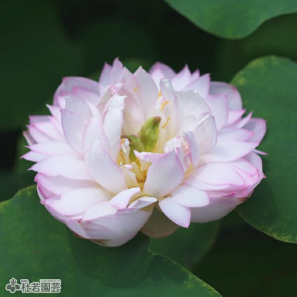 蓮、ハス】粉玲瓏（ふんれいろう）【小型種】 | 杜若園芸WEBショップ