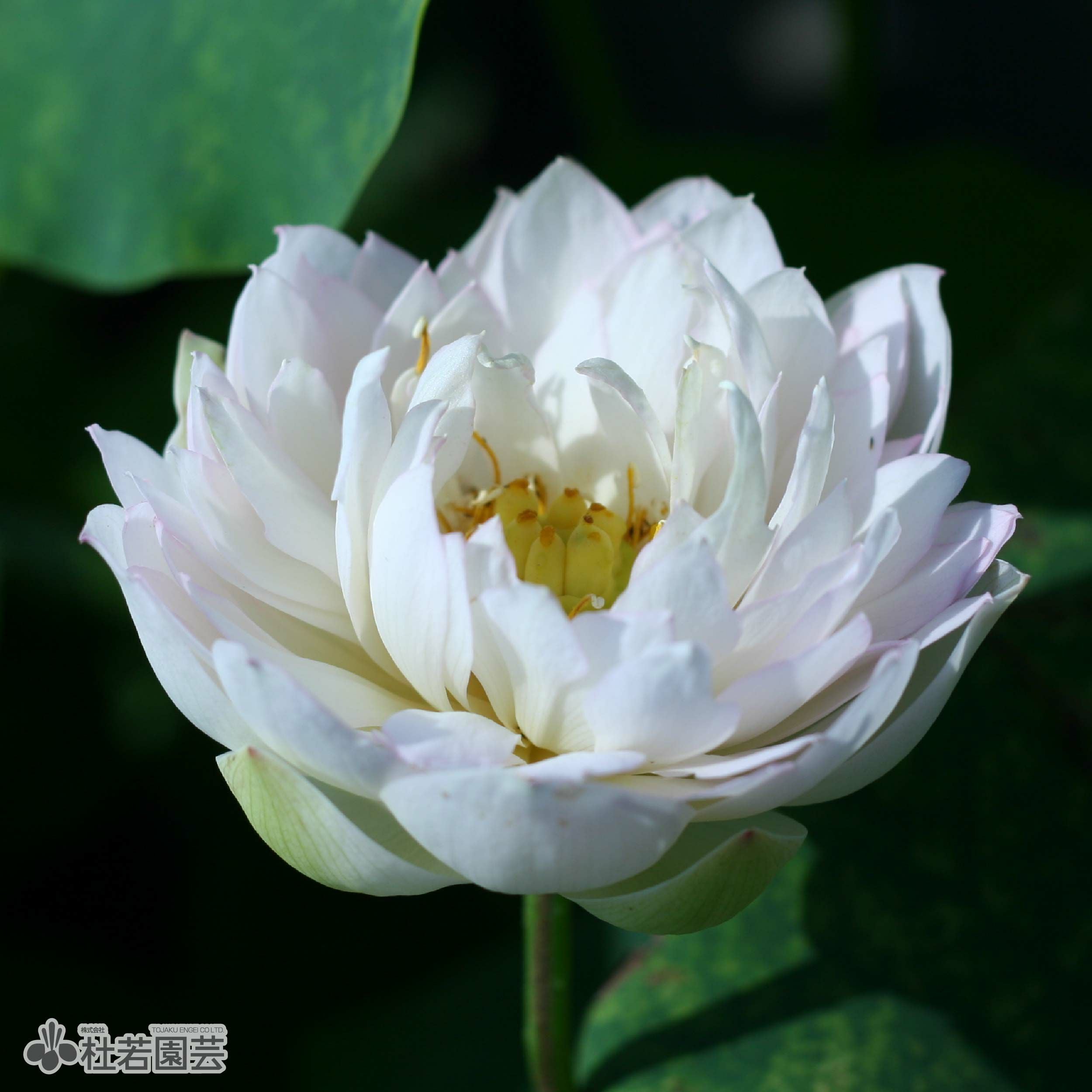 蓮、ハス】繁星【小型種】 | 杜若園芸WEBショップ｜水草の生産販売