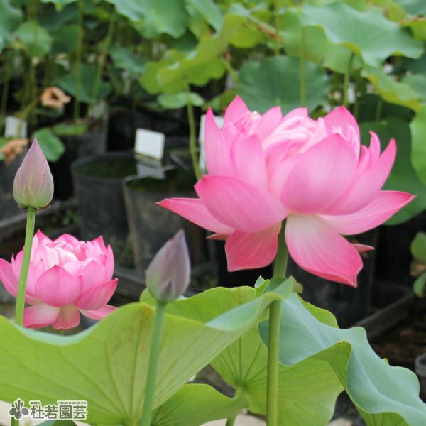 蓮、ハス】桃紅宿雨（とうこうしゅくう）【小型種】 | 杜若園芸WEB