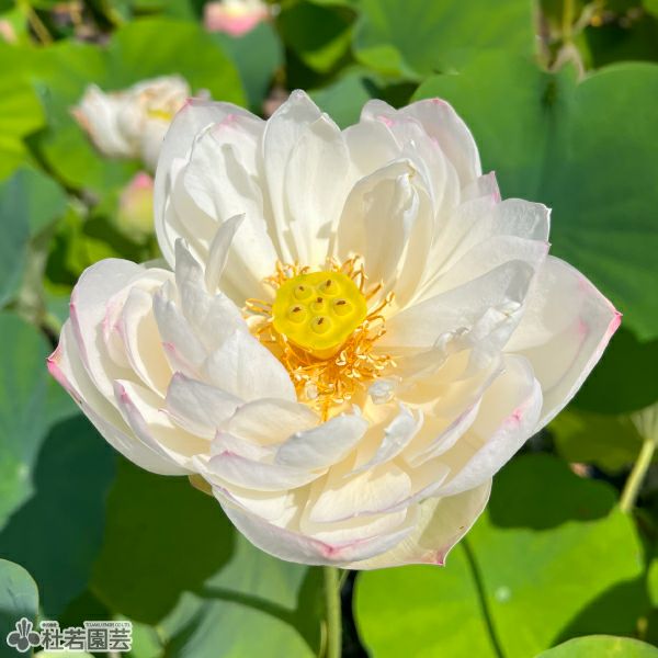 天の真白 はづき蓮子 蓮華 レンゲ（白） | WAKO cards ワコウカードストア