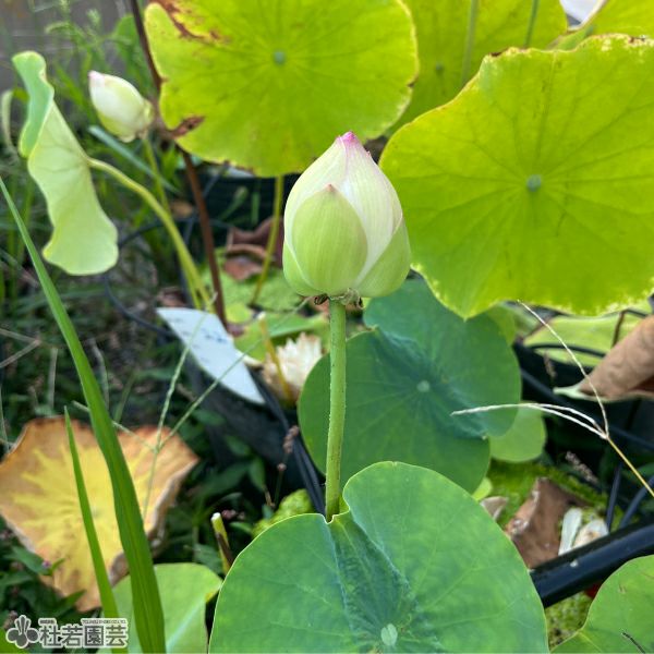 蓮、ハス】白鶴（はくつる）【小型種】 | 杜若園芸WEBショップ｜水草の