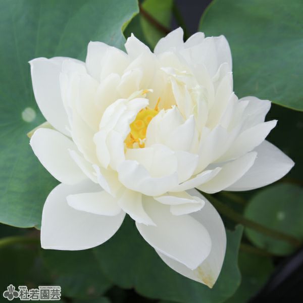 蓮、ハス】氷清玉潔（ひょうせいぎょけつ）【小型種】 | 杜若園芸WEB