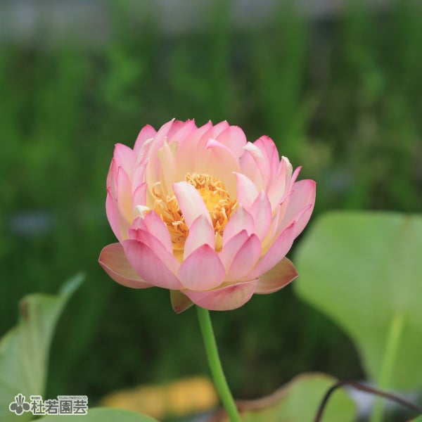 ハス 蓮 はすの通販（販売） | 杜若園芸WEBショップ｜水草の生産販売