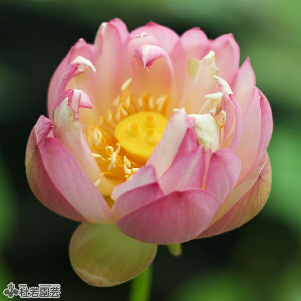 蓮、ハス】王鸝（おうり）【小型種】 | 杜若園芸WEBショップ