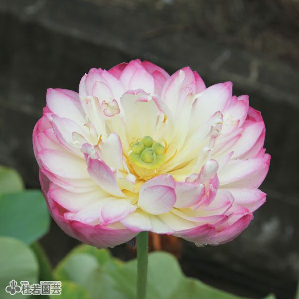 蓮、ハス】初戀（はつこい）【小型種】 | 杜若園芸WEBショップ｜水草の