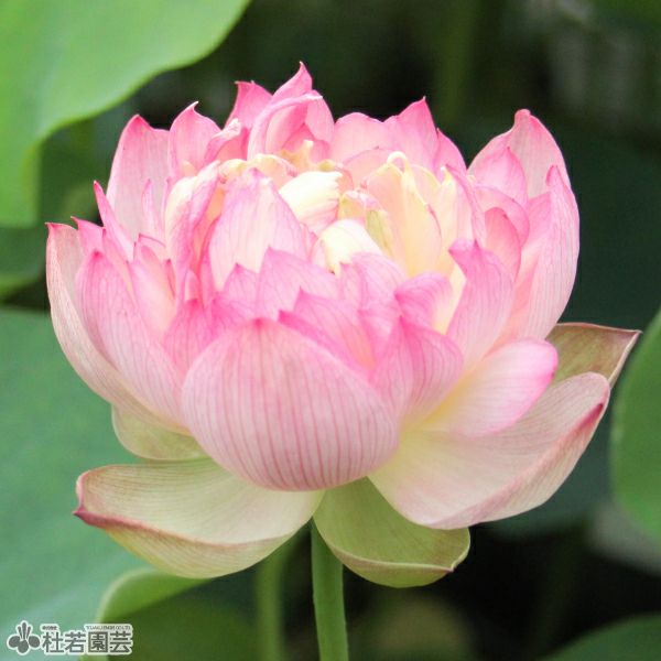 ハスの色】桃色系 | 杜若園芸WEBショップ｜水草の生産販売【通販ショップ】