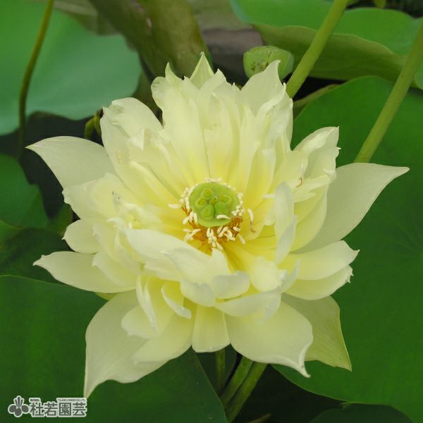 ハスの色】黄色系 | 杜若園芸WEBショップ｜水草の生産販売【通販ショップ】