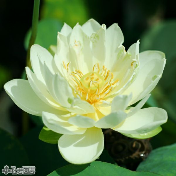 スイレン】 ステラータ(熱帯睡蓮夜咲き） 19cmカゴ | 杜若園芸WEB