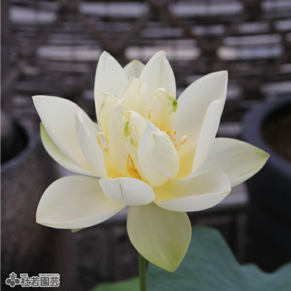 蓮の苗1個( Betty Lou ) 蓮、ハス】鶯鶯(ようよう)【小型種】 | 杜若園芸WEBショップ｜水草の