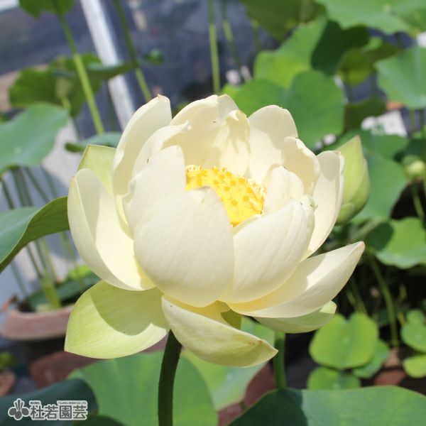 蓮、ハス】鶯鶯(ようよう)【小型種】 | 杜若園芸WEBショップ｜水草の