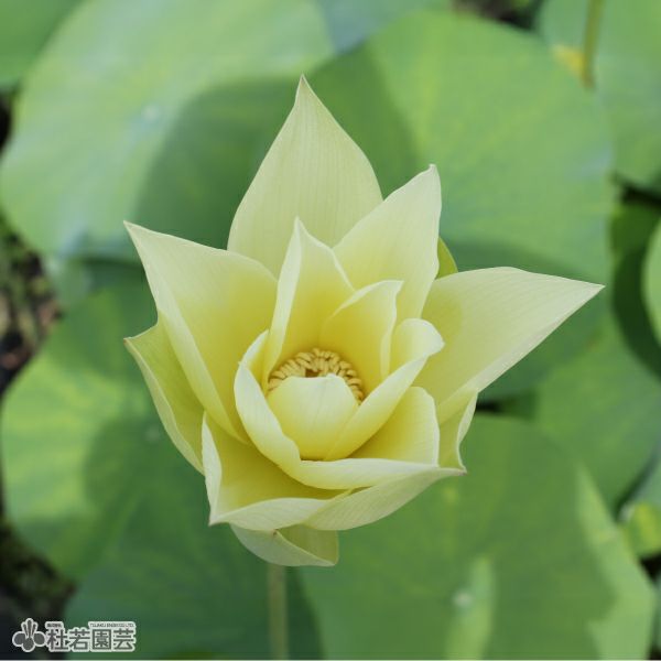蓮、ハス】杏黄（あんこう）【小型種】 | 杜若園芸WEBショップ｜水草の