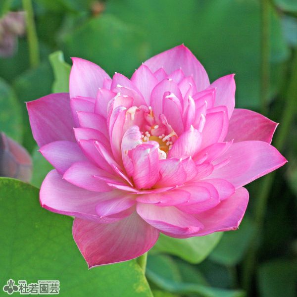 蓮、ハス】紅寶石(べにさいせき)【小型種】 | 杜若園芸WEBショップ
