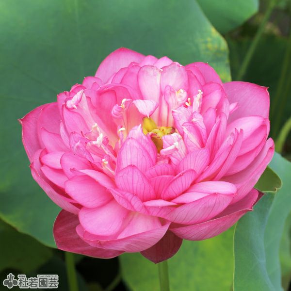 蓮、ハス】紅寶石(べにさいせき)【小型種】 | 杜若園芸WEBショップ