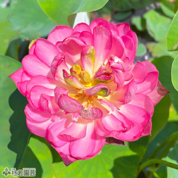 蓮、ハス】紅寶石(べにさいせき)【小型種】 | 杜若園芸WEBショップ