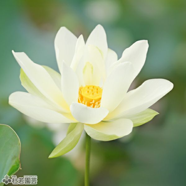 ハスの色】黄色系 | 杜若園芸WEBショップ｜水草の生産販売【通販ショップ】