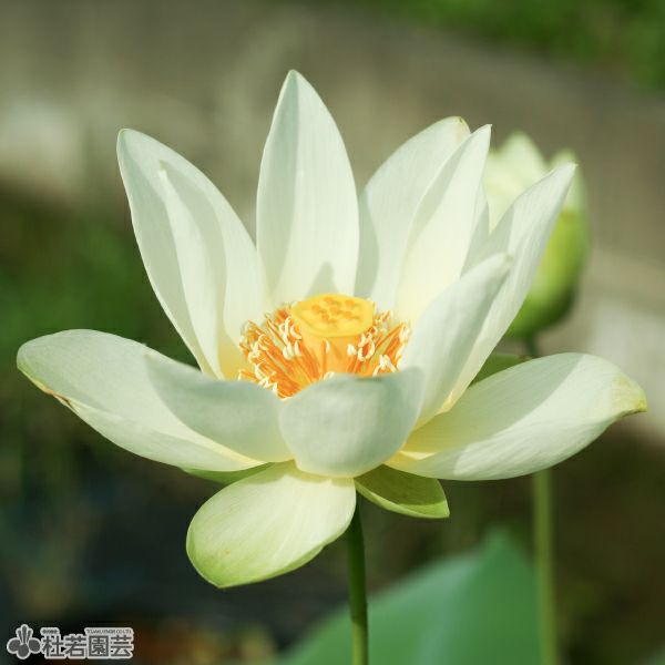 ハス 蓮 はすの通販（販売） | 杜若園芸WEBショップ｜水草の生産販売