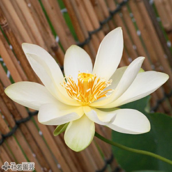 蓮、ハス】 緑宝石(りょくほうせき)【中・大型種】 | 杜若園芸WEB