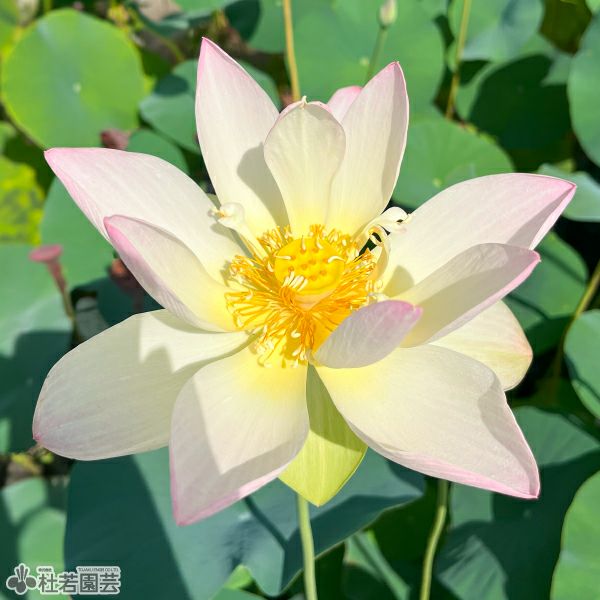 蓮、ハス】 小三色蓮（しょうさんしょくれん） 【小型種】 | 杜若園芸