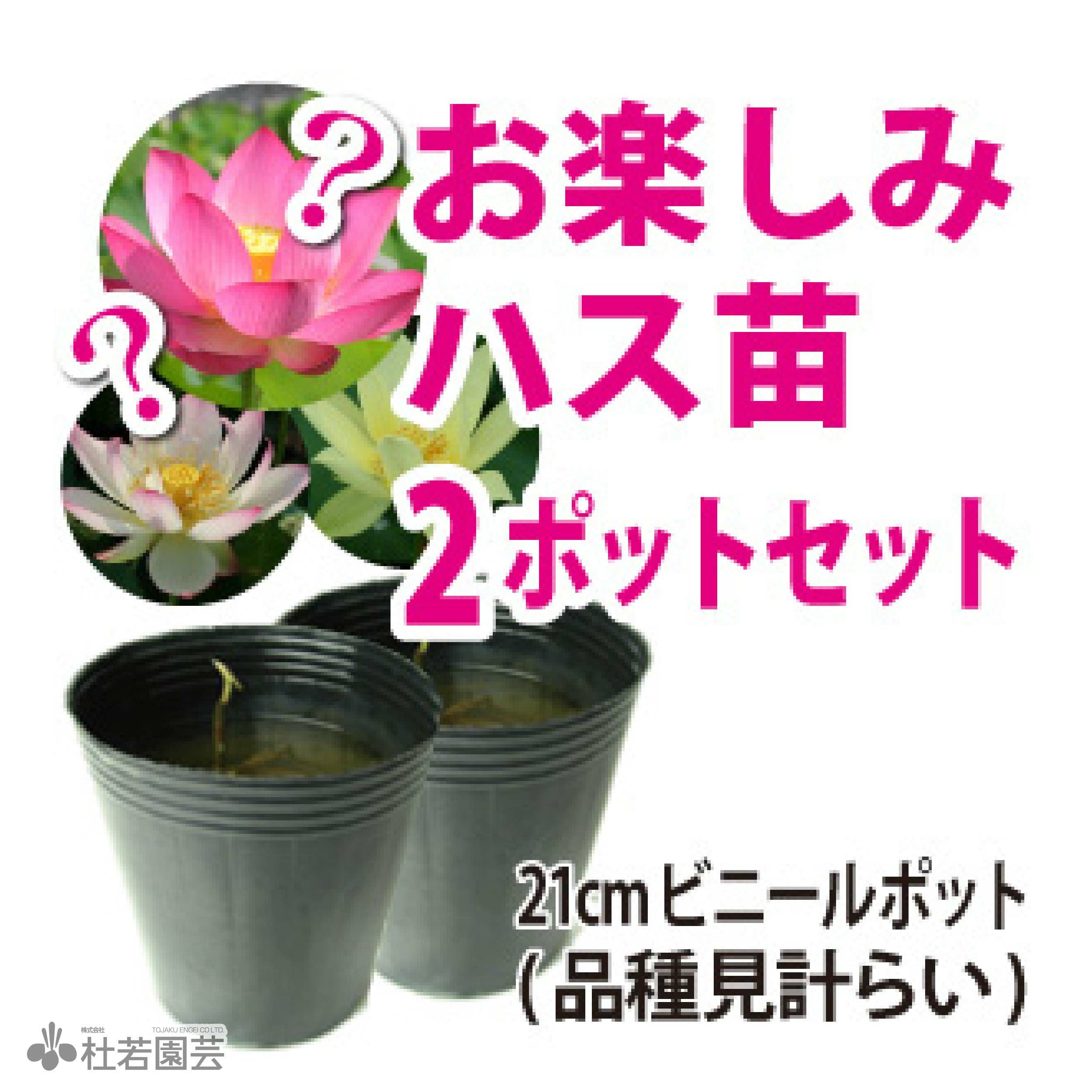 蓮、ハス】 お楽しみハス(蓮）苗(品種不明) 2ポットセット | 杜若園芸