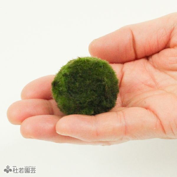 マリモ | 杜若園芸WEBショップ｜水草の生産販売【通販ショップ】