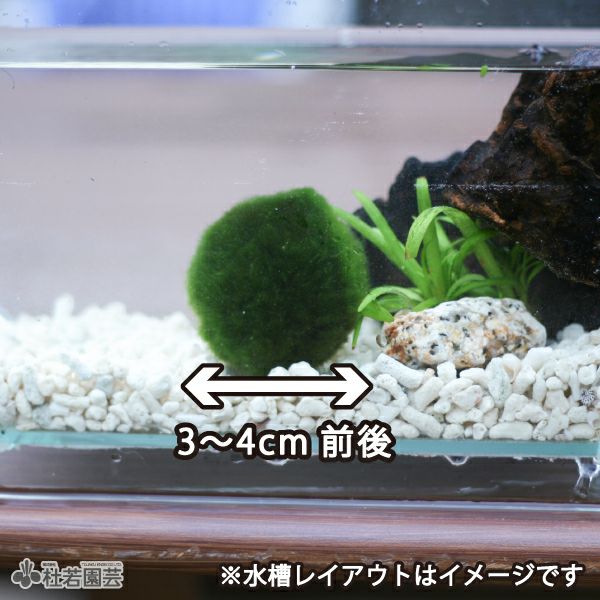 癒しのデカマリモ (西洋マリモ) | 杜若園芸WEBショップ｜水草の生産