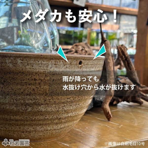 火鉢 黒プラ鉢Φ39 | 杜若園芸WEBショップ｜水草の生産販売【通販ショップ】