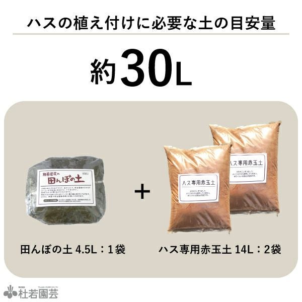 陶器鉢（EW001 LL）大 | 杜若園芸WEBショップ｜水草の生産販売【通販
