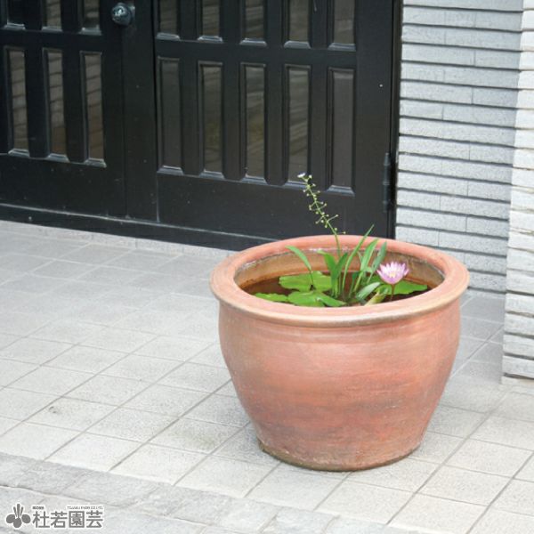 陶器鉢（EW001 LL）大 | 杜若園芸WEBショップ｜水草の生産販売【通販