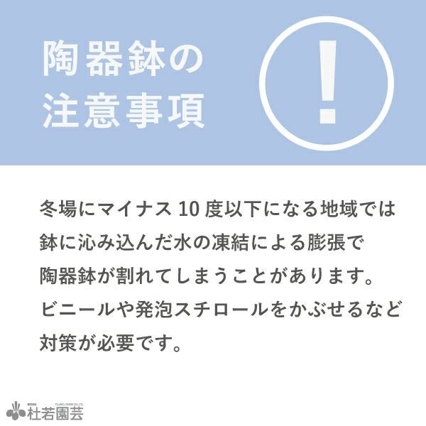 陶器鉢（EW001 LL）大 | 杜若園芸WEBショップ｜水草の生産販売【通販