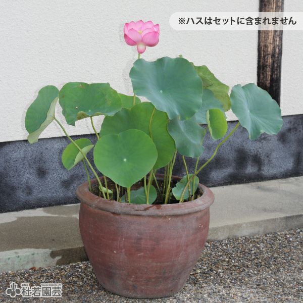 陶器鉢（EW001 大） | 杜若園芸WEBショップ｜水草の生産販売【通販