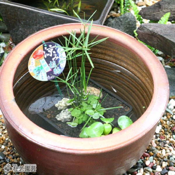陶器鉢（EW001 中） | 杜若園芸WEBショップ｜水草の生産販売【通販