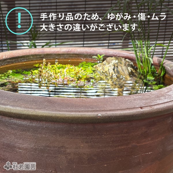 陶器鉢（EW001 中） | 杜若園芸WEBショップ｜水草の生産販売【通販