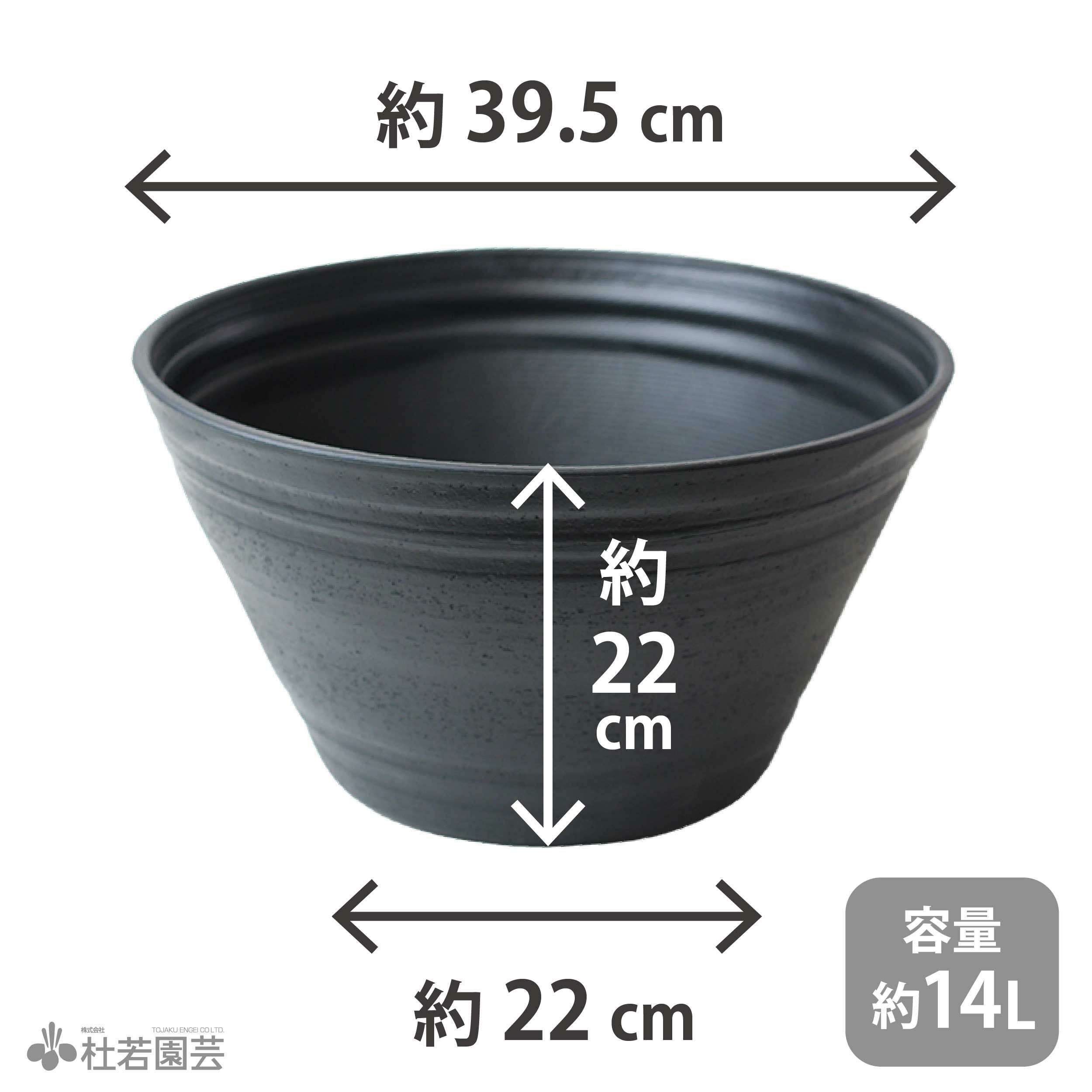 水生植物】 オオオニバスの種 5粒入り | 杜若園芸WEBショップ｜水草の