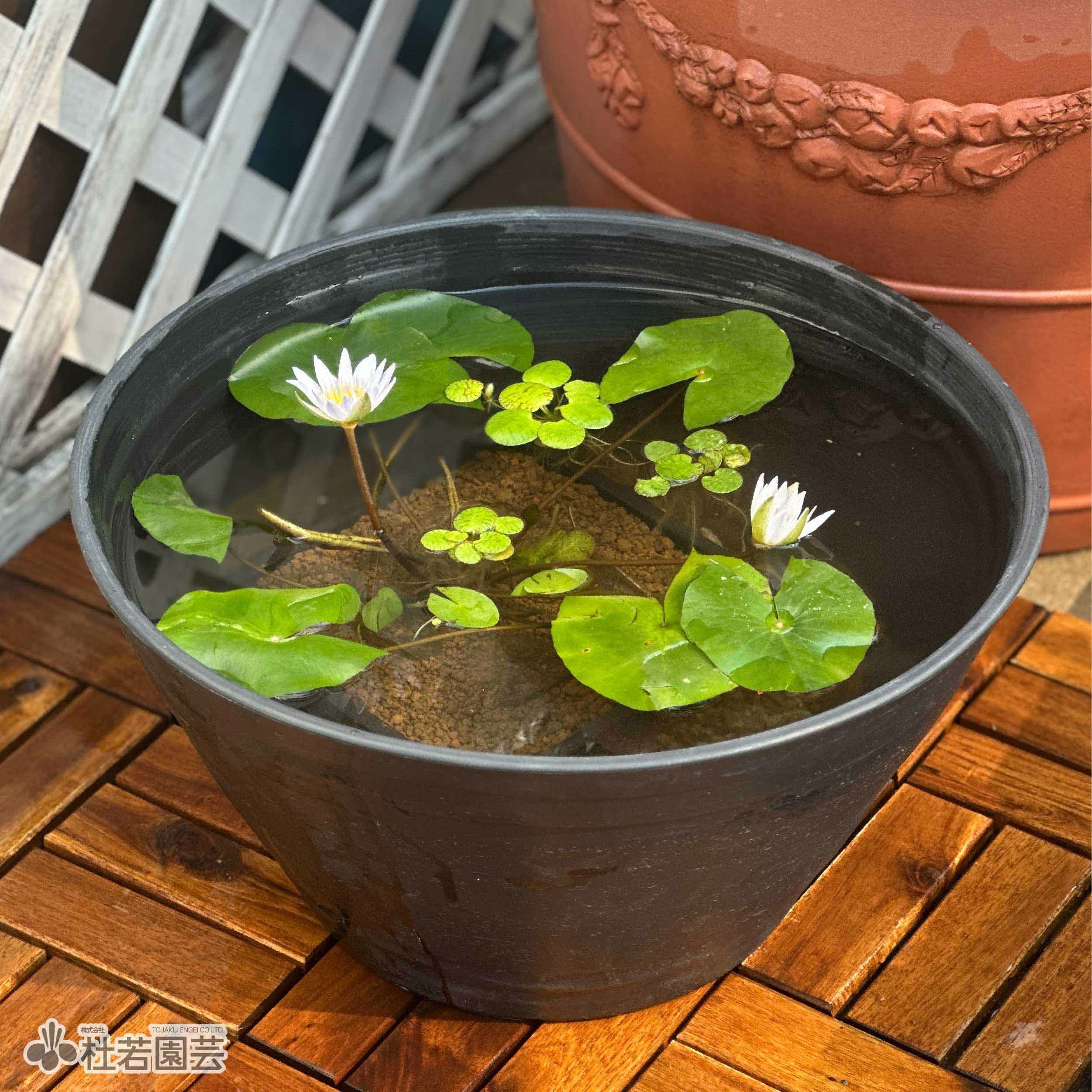火鉢 黒プラ鉢Φ39 | 杜若園芸WEBショップ｜水草の生産販売【通販ショップ】