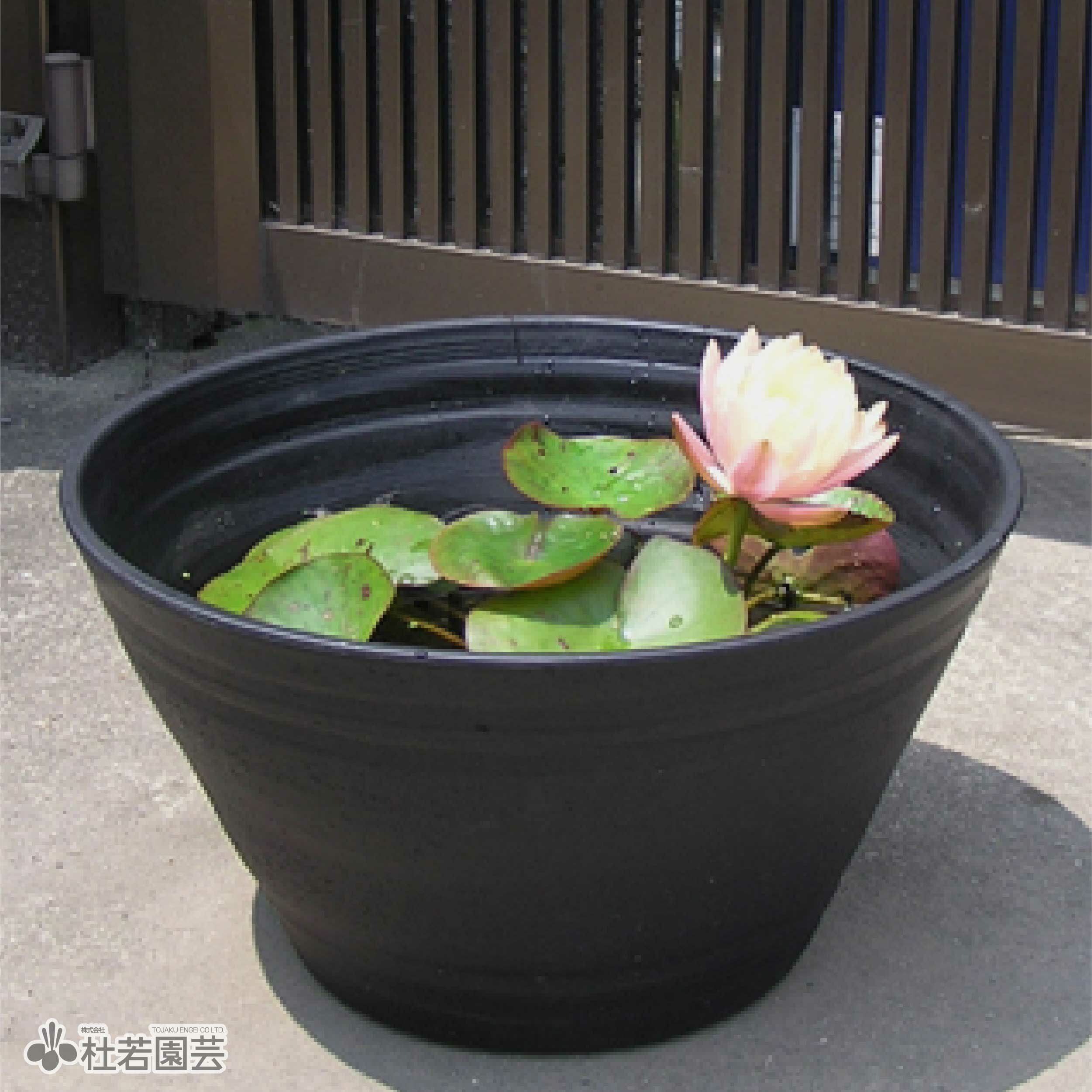 火鉢 インテリア鉢/陶器鉢/BOEX】マッシュ Φ19cm（CP-3219)