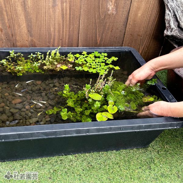 トロ船40L10個　　 プラ舟 40｜製品詳細｜リスのプラスチックグループ