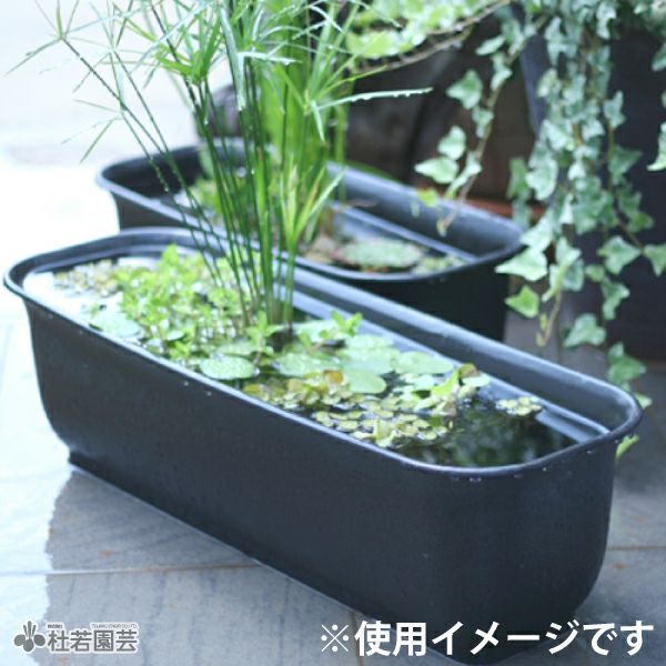 横長プラ鉢650 | 杜若園芸WEBショップ｜水草の生産販売【通販ショップ】
