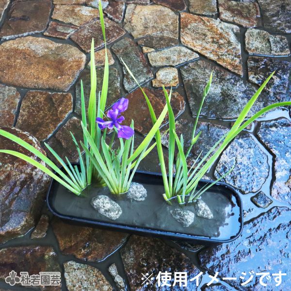 鉢➕植物 兼弥産業 プラ鉢 黒 Aシリーズ – TaiShoDo ONLINE SHOP