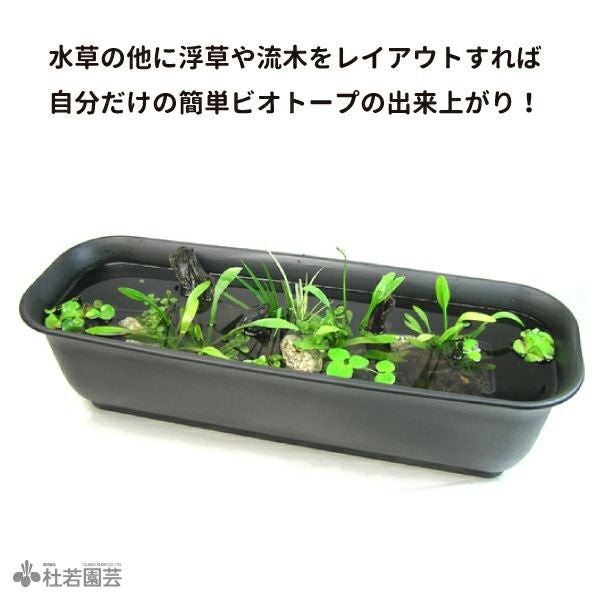 横長プラ鉢500 | 杜若園芸WEBショップ｜水草の生産販売【通販ショップ】
