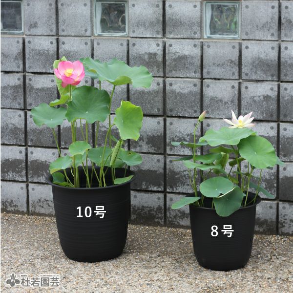 ハス（蓮）用・小型プラ鉢・8号 | 杜若園芸WEBショップ｜水草の生産