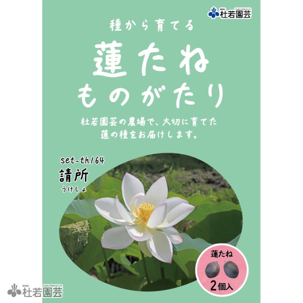 5袋までメール便対応】蓮たねものがたり-請所（うけしょ）【大型種