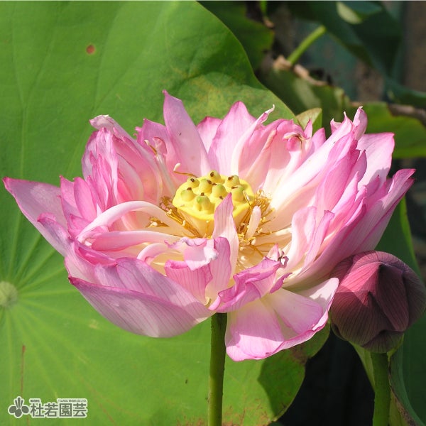 5袋までメール便対応】蓮たねものがたり-錦蕊蓮(きんずいれん)【大型種