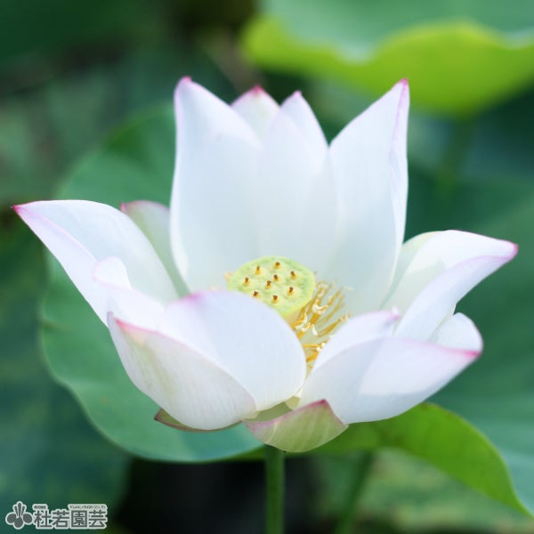 5袋までメール便対応】蓮たねものがたり-金輪蓮（きんりんれん）【大型