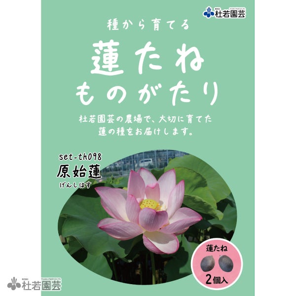 5袋までメール便対応】蓮たねものがたり-原始蓮（げんしはす）【大型種