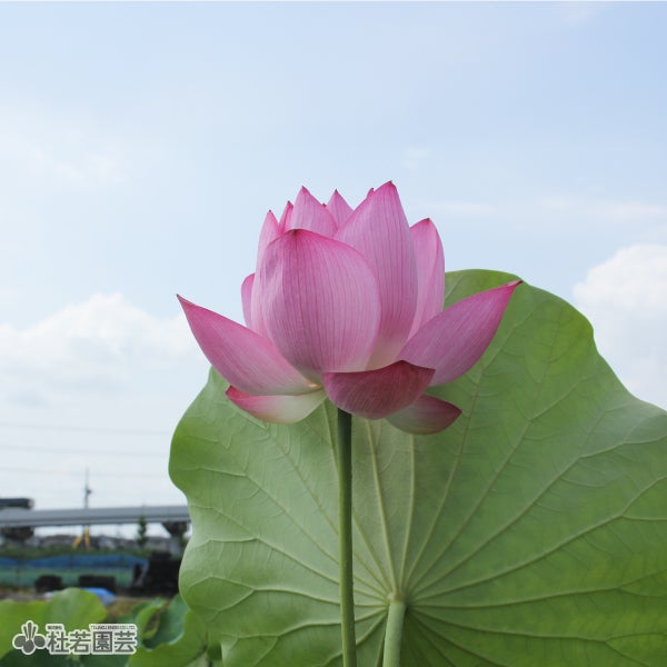 原始蓮（げんしはす）