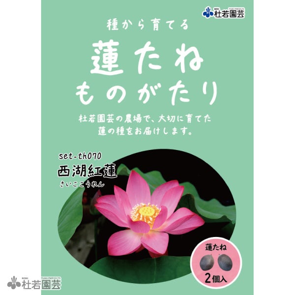 5袋までメール便対応】蓮たねものがたり-東湖春暁（とうこしゅんぎょう
