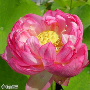 天驕（てんきょう）